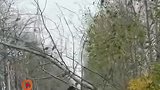 爸爸主动停车，清除挡路树枝