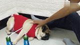 巴哥犬不胜酒力，喝点啤酒就“睡死”了，结局笑死人不偿命