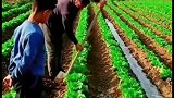 原来白菜是这么浇的