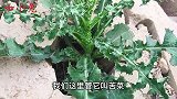 夏天不要错过了这种野菜，清热解毒开胃解馋，你认识吗？