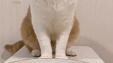 猫主播太不专业了！萌宠