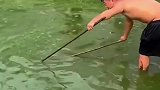 小伙是狠人，光脚踩进鳄鱼池，靠两根铁杆子逮巨鳄