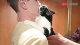 一步也不愿意离开主人的猫咪，是前世情人吗？