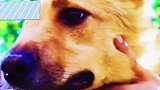 警犬“闪电”为救被拐儿童，它勇斗匪徒失去半张脸