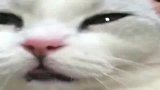 受委屈的猫咪求主人安慰，网友：真是太可爱了