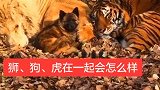 这狗子有最强大的后台，别的动物都不敢招惹！