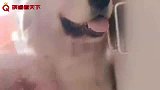 金毛见主人拿锅以为自己要被炖了，吓得趴在沙发上一动不动