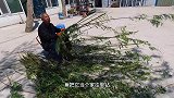 北大荒老人柳条编鱼篓，下水还得塞三个大砖头，能抓到鱼吗