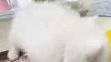 是金猴不是猩猩的视频