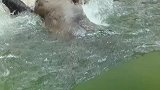 两只黑熊在水里打架，没想到还有个大姨在旁边解说