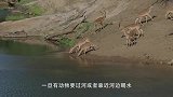 鳄鱼凶猛无比，捕食时又快又稳，镜头记录全过程