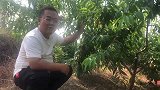 买桃一定别扔桃树叶，它的妙用价值比桃子高，学会了解生活少烦恼