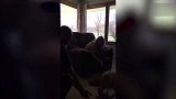 笑哭！歪果妹子骑猪玩，没想到猪却不乐意了