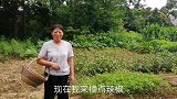 茄子好吃难管理，朱嫂晴天把叶子打掉，回家炒一盘虎皮辣椒真好吃