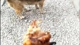 狗子奇怪了，肉摔到哪里去了！