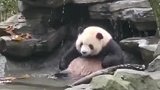 熊猫：我不就是洗个澡嘛，居然还有人偷拍我！