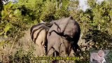 狮子饿极了无耐捕猎大象，却被大象用鼻子甩出去五米远