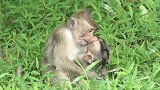 猴姐抱着孤儿猴，时不时亲一下，好有爱哦