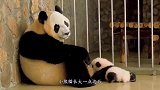 大熊猫宝宝又被揍了，一看原因，差点笑出眼泪