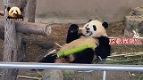 熊猫宝宝彩浜自信又得意地躺着进餐，萌得不像话