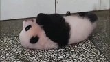熊猫宝宝不愧是卖萌高手，撒娇的样子，看的我少女心都化了