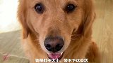 有人说金毛太胖，金毛闷闷不乐，主人夸赞它漂亮，金毛开心的笑了