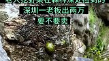 父亲挖野菜捡到的宝贝，老板看到直接想出价两万