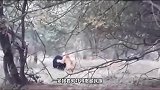 黑熊捕食野猪，而野猪却完全不自知，结果让人意外