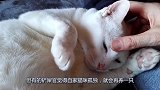 两只猫咪杠上了，橘猫其实内心慌的一批，但想要hold住场面