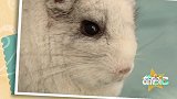 可爱又呆萌的龙猫，想不想成为它的铲屎官呢饲养攻略来啦~