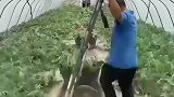 原来大棚瓜，都是这么运输的啊