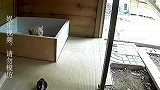 毒蛇欲攻击小猫，猫妈妈冒死将其击退