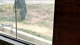 美国大猩猩, 看什么看, 再看信不信砸死你