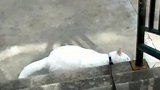 猫：放开我，我就不要回家，我就要在外面玩！