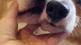 小小狗的脚脚才是十分的臭