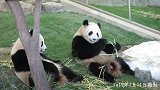 大熊猫的的手指蛮厉害的，吃竹子全靠它抓起来