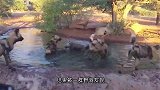 彪悍河马“手撕”野狗，下一秒野狗瞬间被甩碎，镜头拍下精彩一幕