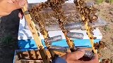 火山养蜂人的新技术，分蜂必备很小的一件事，解决了大问题