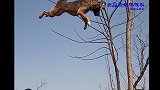 看柴犬的飞天技能 燃爆你的想象 炸裂 刺激