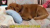 金毛去超市买火腿，还知道排队结账，超市老板都夸聪明