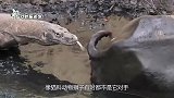 犀牛VS大水牛，谁将会更胜一筹？镜头拍下全过程