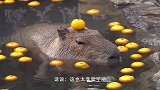 夫妻俩在泳池泡澡，突然一头大象闯了进来，下一秒的举动让人笑喷