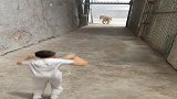 孩子看大老虎，非常兴奋