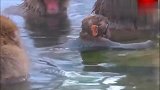 冬天到了，又到了泡温泉的季节！看猴子好安逸好温和呀！