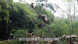 两只熊猫爬树，结果高估了自己的体重，竟把树压断了！