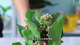 新买的长寿花不要浇水，做好2点保护植株正常生长