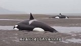 虎鲸搁浅在沙滩上，知道自己已经无法得救，竟流出了眼泪