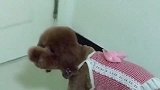 孙胖妞就不爱拍视频