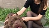 女神小姐姐偏爱恶霸犬，这宠物这么凶狠，也不知道美女怎么想的！