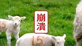 小羊宝宝：这是啥，让我闻闻！啊啊啊为什么要这么对我